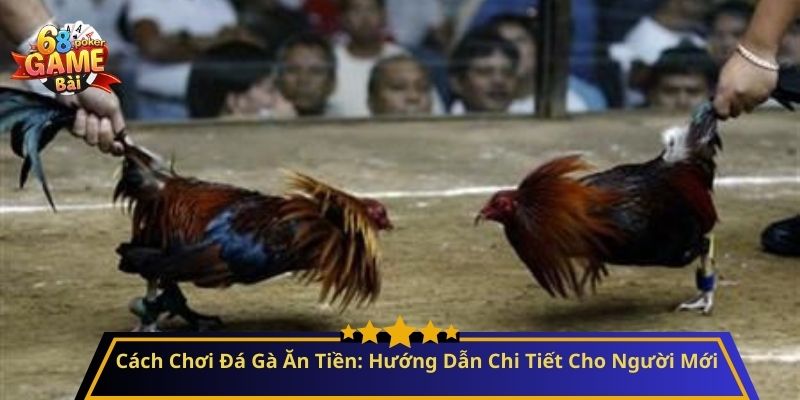 Cách Chơi Đá Gà Ăn Tiền: Hướng Dẫn Chi Tiết Cho Người Mới