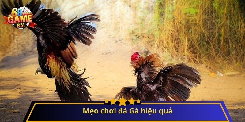 Đá Gà: Hướng Dẫn Chi Tiết và Mẹo Chơi Hiệu Quả 2 Mẹo chơi đá Gà hiệu quả