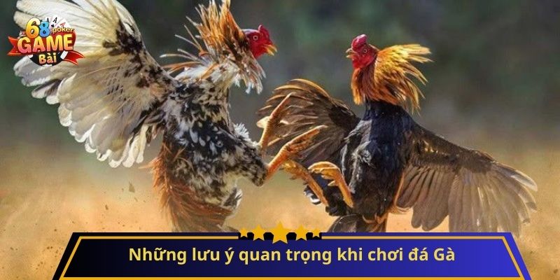 Đá Gà: Hướng Dẫn Chi Tiết và Mẹo Chơi Hiệu Quả 3 Những lưu ý quan trọng khi chơi đá Gà